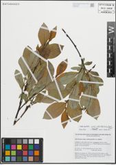 Foto von Salix hastata subsp. subintegrifolia (Flod.) Flod.